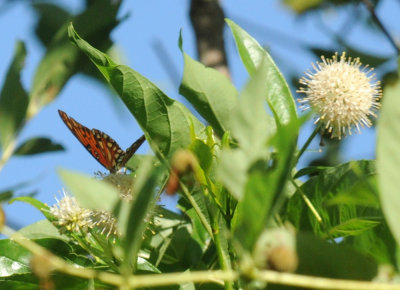 720cooks 159gulffritillary.jpg