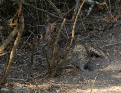 720cooks 178bunny.jpg