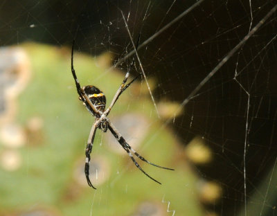 720cooks 181spider.jpg