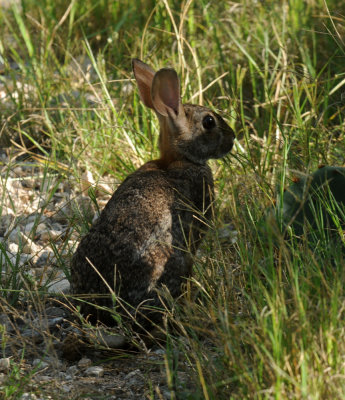 720cooks 196bunny.jpg