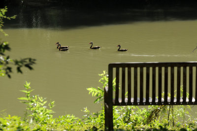 720cooks 198ducksPark.jpg