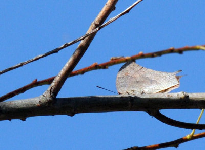720cooks 253goatweedleafwing.jpg