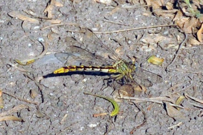 721cooks 018sulphurtippedclubtail.jpg
