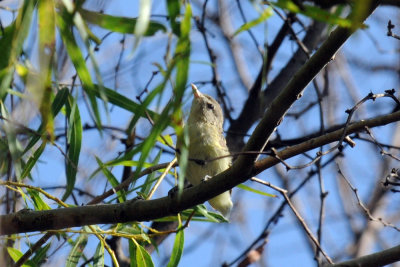 721cooks 064bird.jpg