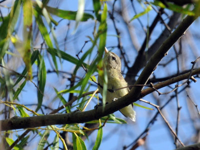 721cooks 065bird.jpg