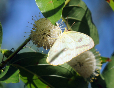 721cooks 087largeorangesulphur.jpg