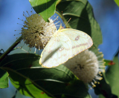 721cooks 088largeorangesulphur.jpg
