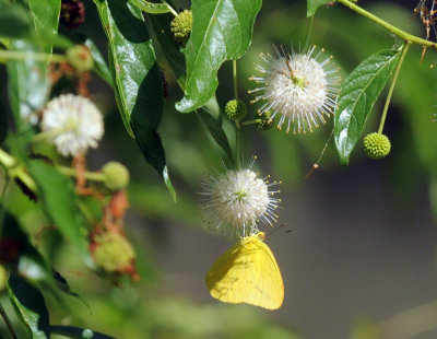 722cooks 035largeorangesulphur.jpg