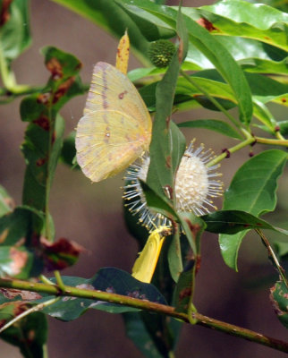 722cooks 081largeorangesulphur.jpg