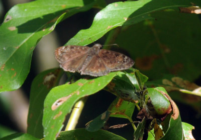 722cooks 088cloudywing.jpg