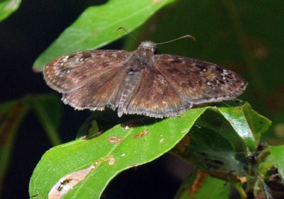722cooks 089horacesduskywing.jpg