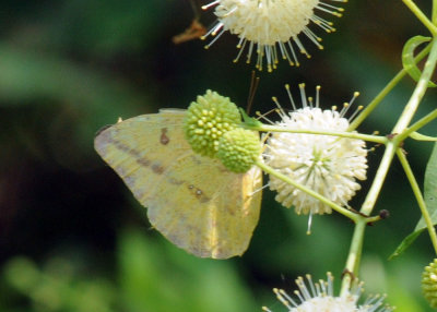 722cooks 099largeorangesulphur.jpg