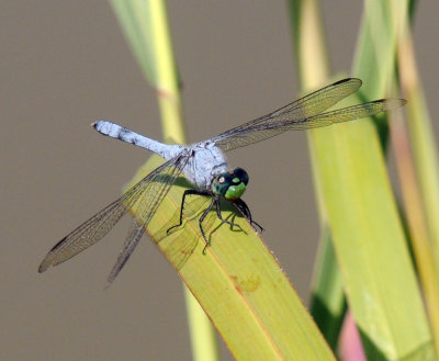722cooks easternpondhawk.jpg