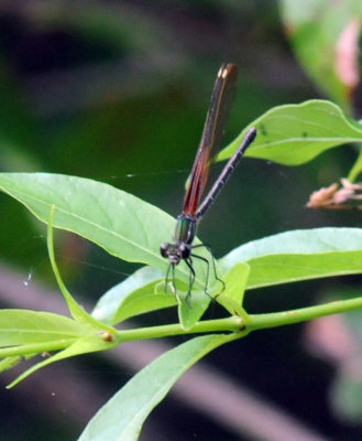 724cooks 041rubyspot.jpg