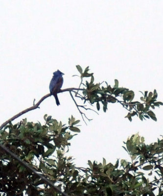 725cooks 001blue.jpg