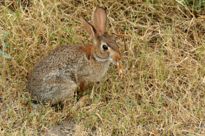 725cooks 032bunny.jpg