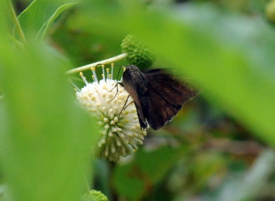 725cooks 049coyotecloudywing.jpg