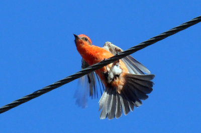 726cooks 012verflycatcher.jpg