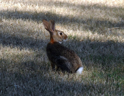 726cooks 043bunny.jpg