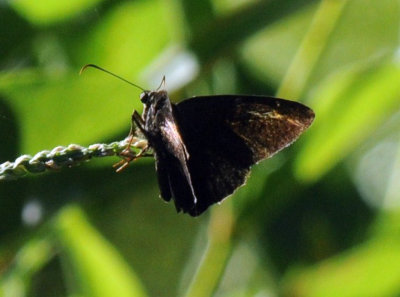 726cooks 098cloudywing.jpg