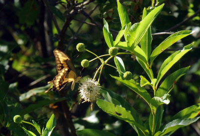 726cooks 111giantswallowtail.jpg