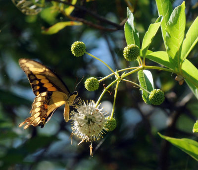 726cooks 114giantswallowtail.jpg