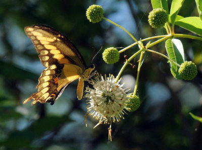 726cooks 115giantswallowtail.jpg