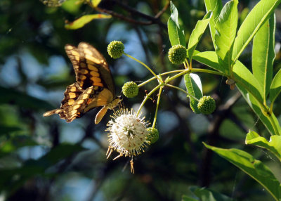 726cooks 116giantswallowtail.jpg