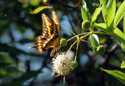 726cooks 118giantswallowtail.jpg