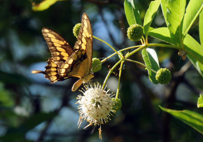 726cooks 120giantswallowtail.jpg
