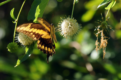 726cooks 125giantswallowtail.jpg