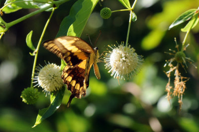 726cooks 126giantswallowtail.jpg
