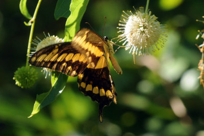 726cooks 129giantswallowtail.jpg