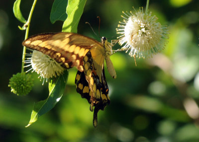 726cooks 130giantswallowtail.jpg