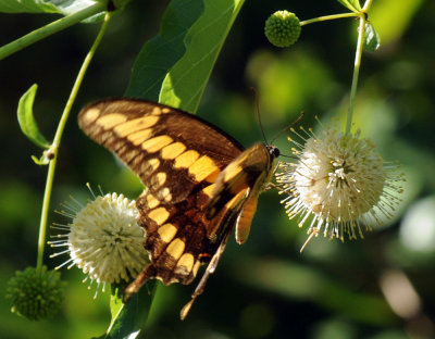 726cooks 132giantswallowtail.jpg