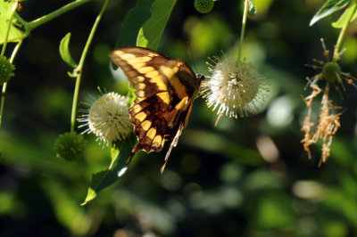 726cooks 133giantswallowtail.jpg