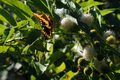 726cooks 135giantswallowtail.jpg