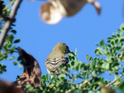 726cooks lessergoldfinch.jpg