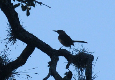 728ooks 061wren.jpg