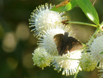 728ooks 076cloudywing.jpg