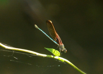 728ooks 081rubyspot.jpg