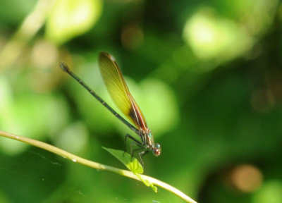 728ooks 089rubyspot.jpg
