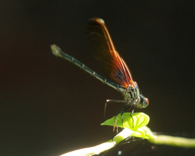 728ooks 095rubyspot.jpg