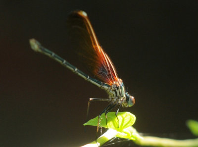 728ooks 096rubyspot.jpg