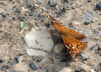 728ooks 103leilia.jpg