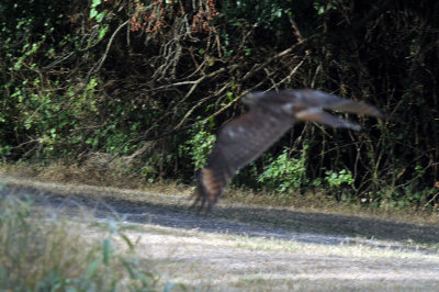728ooks 106hawk.jpg