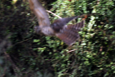 728ooks 107hawk2.jpg