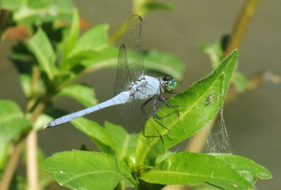729cooks 066easternpondhawk.jpg
