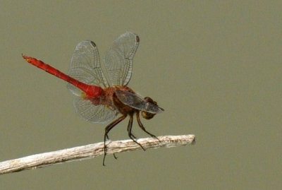 730cooks 011redtailed.jpg
