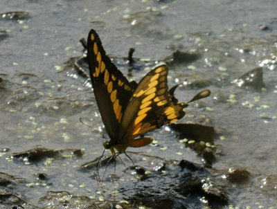 730cooks 086giantswallowtail.jpg